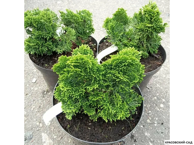 Кипарисовик Нана Грасилис - Nana Gracilis