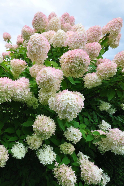 Гортензия метельчатая Grandiflora