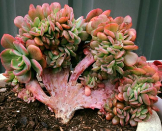 Echeveria Briar Rose Cristata