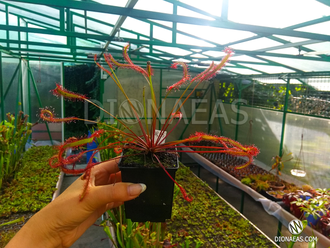 Drosera Capensis Red Leaf