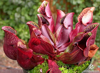 Sarracenia Purpurea