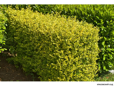 Бирючина Ауреа - Aurea