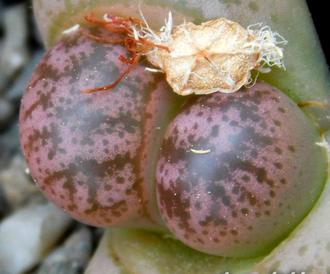 Lithops coleorum C396 - 10 семян