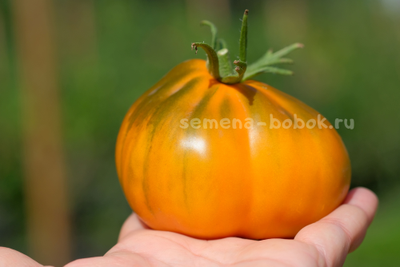 Томат Ярсон 13 (Охровая груша), 10 шт