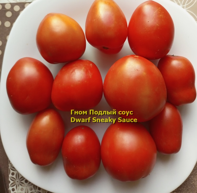 Томат Гном Подлый соус Dwarf Sneaky Sauce)