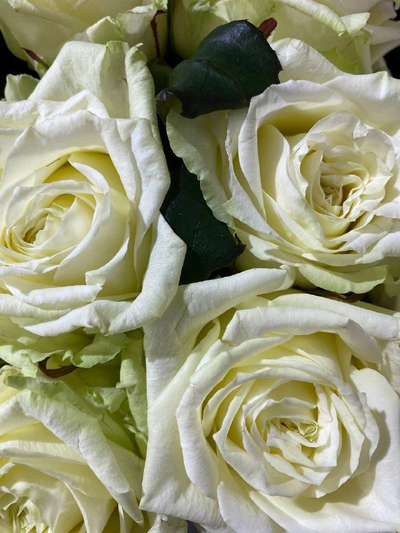 Роза Россия 50 см. 9 шт