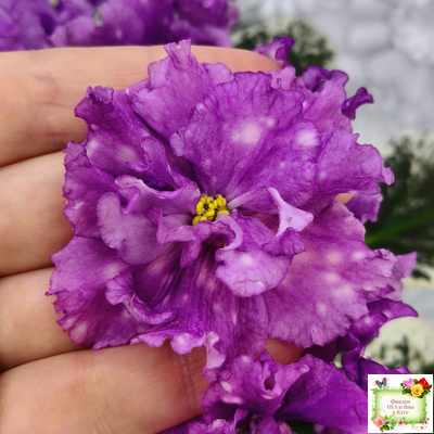 ВаТ-Шоколадное Настроение (Т. Валькова) 2019 г.