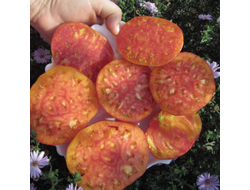 Томат Туксханс красно-жёлтый (Tuxhorn’s Red and Yellow)