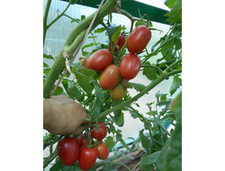 Томат Мархотская кисть (Мархотское гроно)