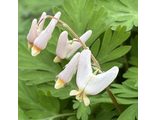 Dicentra cucullaria Бледно розовая