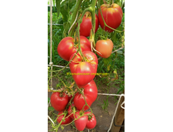 Томат Итальянские сердечки