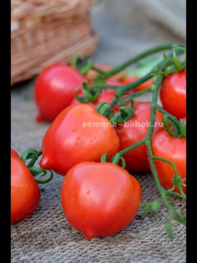 Томат Юбилейный Тарасенко, 10 шт