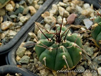 Gymnocalycium bruchii v. niveum VG 536