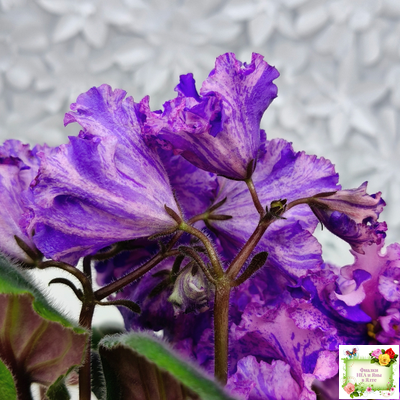 ВаТ-Инопланетянин (Т. Валькова) 2015 г.