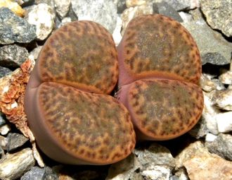 Lithops bromfieldii v.insularis (2) - 10 семян