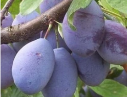 Ника (слива)