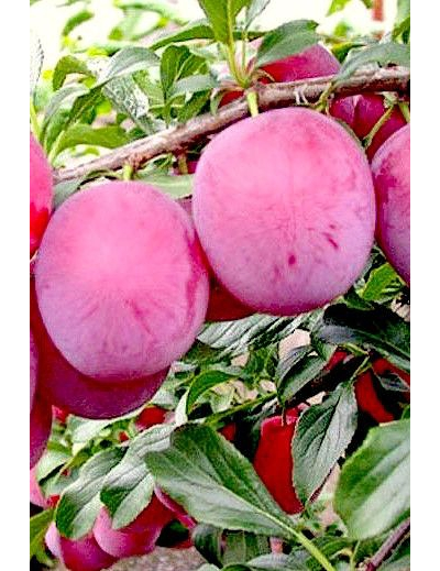 Алыча Путешественница