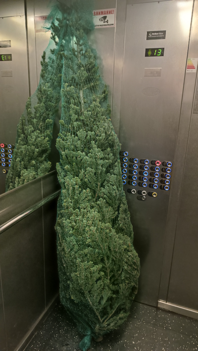 Пихта Сибирская 1,5 м  - 1,75 м