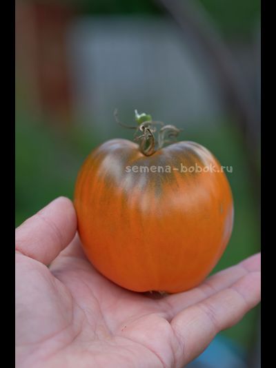 Томат Severe Melon (Суровая Дыня немцев Поволжья), 10 шт