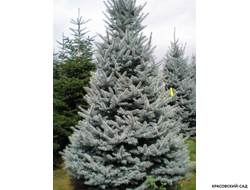 Ель Фат Альберт - Fat Albert