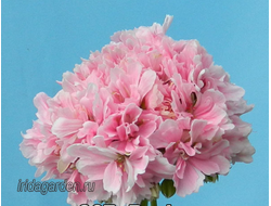 Пеларгония Rushmoor Rhapsody