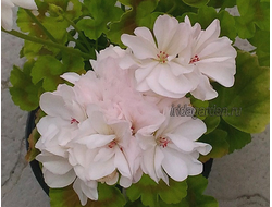 Пеларгония Mini Diane