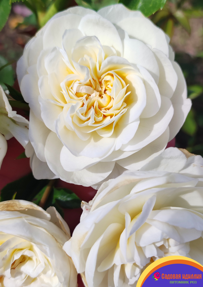 Лаитоз (Laitoz) (Белый Леонардо Да Винчи)