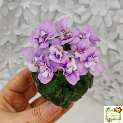 Fay's Madeleine (F. Wagman) 12/22/2008 (гёрл-лист)