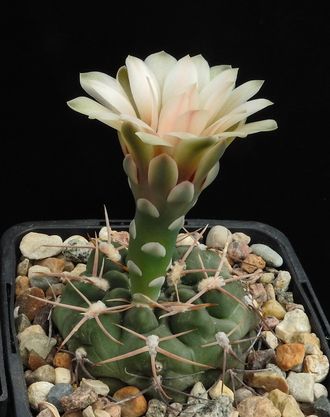 Gymnocalycium spec.VG-710 (sutterianum aff.) - 5 семян