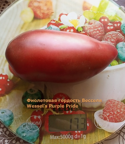 Томат Фиолетовая гордость Весселя (Wessel's Purple Pride)