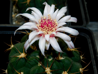 Gymnocalycium pflanzii ssp.zegarrae - 5 семян