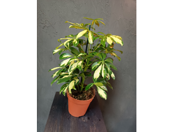 Шеффлера 13/42см