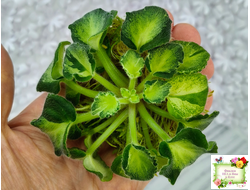 ОлА-Браслет Нефертири (О. Агафонова) листовая химера