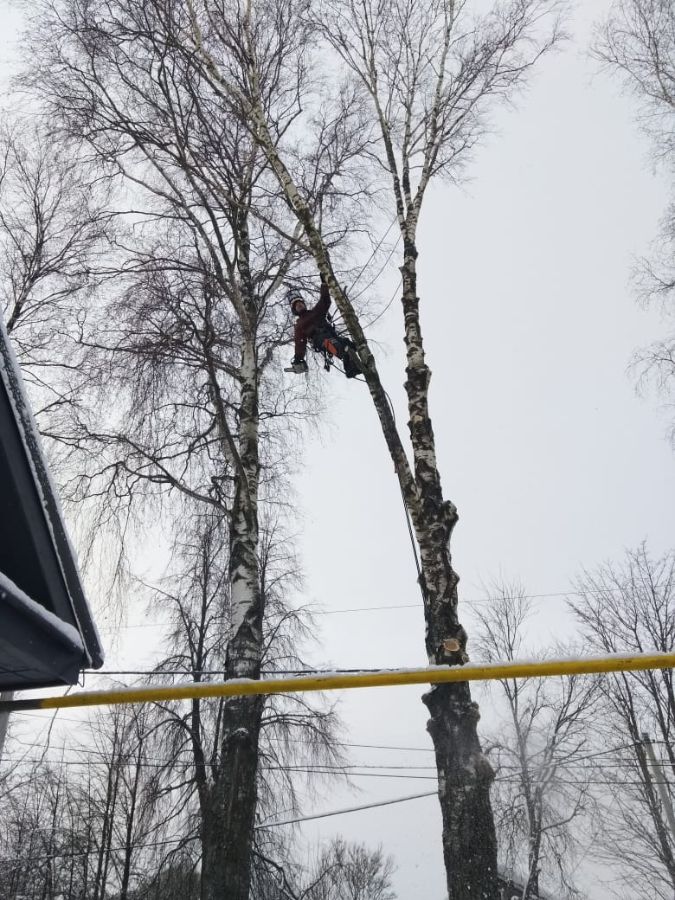Удаление берез в Краснофарфорном 