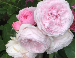 Оливия Роуз (Olivia Rose Austin)