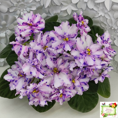 МК-Ветер Перемен (М. Карпова) химера стандарт (стартер сорт)