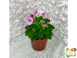 SimSim Tiny Bells (Alex Mayer) (детка)