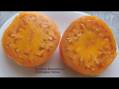 Томат Желтые Вашингтона (Washington Yellow)