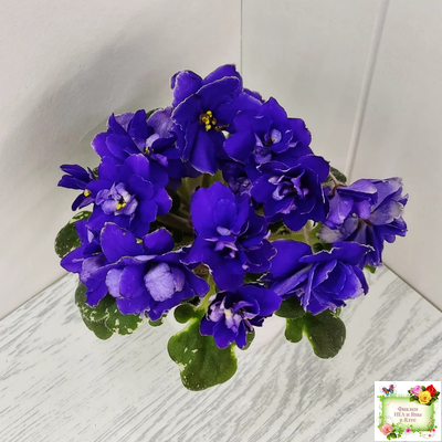 Star Wars (Baker) (пестролистный гёрл)