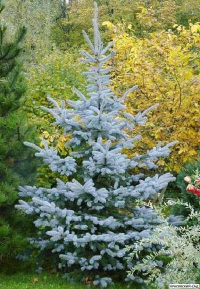 Ель Мисти Блю фото в саду - красовский-сад.рф