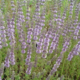 Мята болотная (Mentha pulegium) 5 мл - 100% натуральное эфирное масло