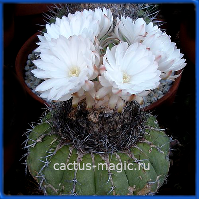 Discocactus placentiformis HU 105