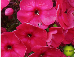 ФЛОКС МЕТЕЛЬЧАТЫЙ "КИЕВ ПРАЗДНИЧНЫЙ"