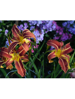 Лилейник Спайдер сеянец Евстегнеева