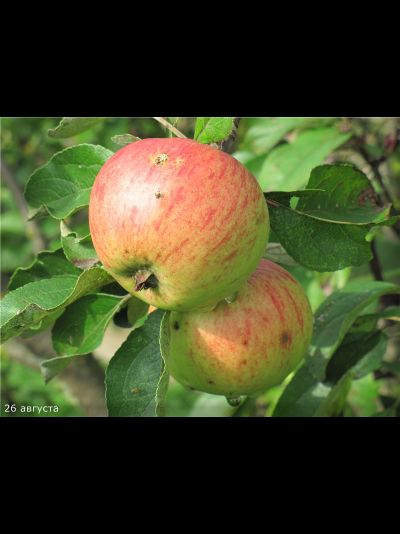 Подарок детям (яблоня)