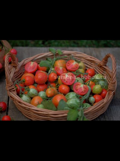 Томат Fuzzy Wuzzy (Фузи Вузи), 10 шт