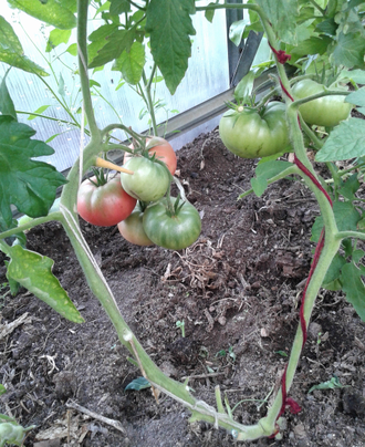 Семена томата Одесский розовый