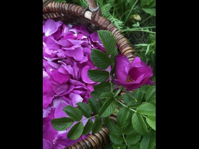 Гидролат Дикой Розы