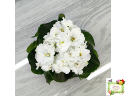 ML-Облако в Горах (Miniviolets Lux) 2022 г.