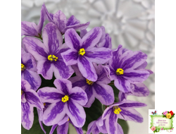 DS-Лавандовая Сказка (Dimetris) химера (укоренённый пасынок)